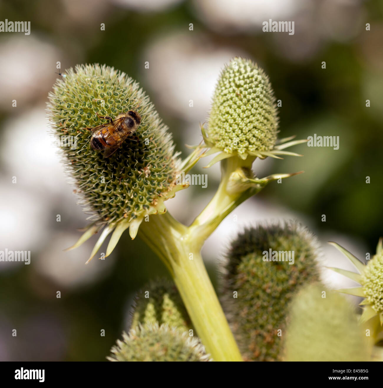 Bee collecting pollen from a large ornamental thistle Stock Photo