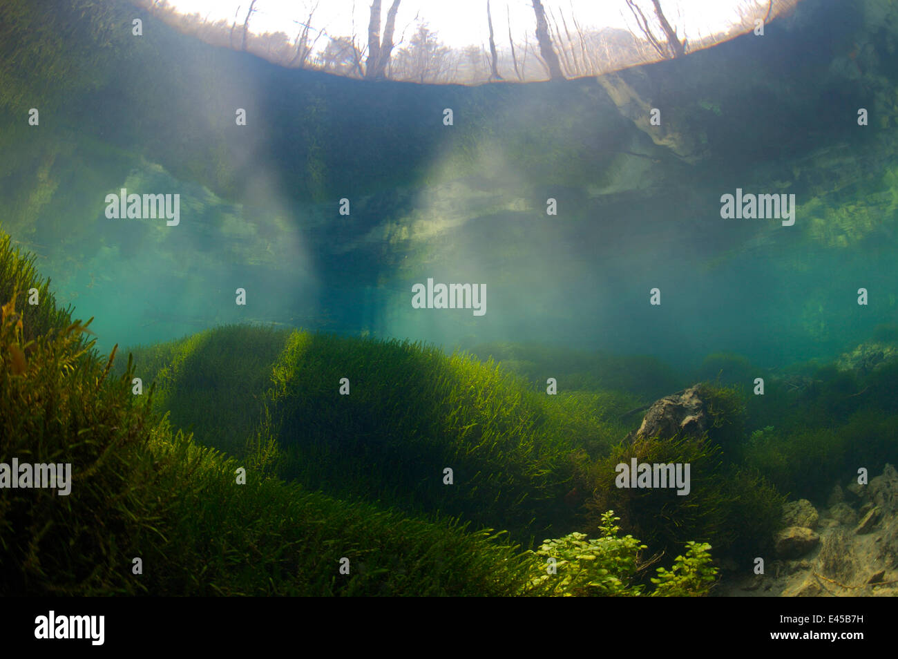 Underwater landscape in Spring creek, Saane river tributary, in winter, Gruyère, Fribourg, Switzerland. February Stock Photo