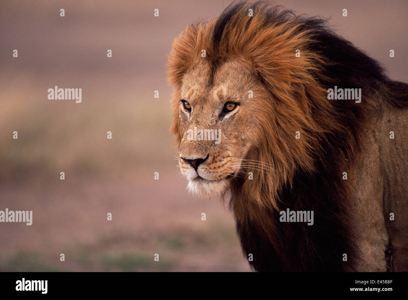 African lion {Panthera leo} male portrait, Masai Mara GR, Kenya Stock ...