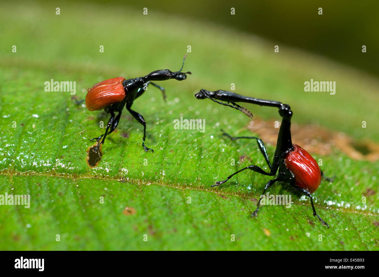 Male (right) and female Giraffe necked weevils (Trachelophorus giraffa