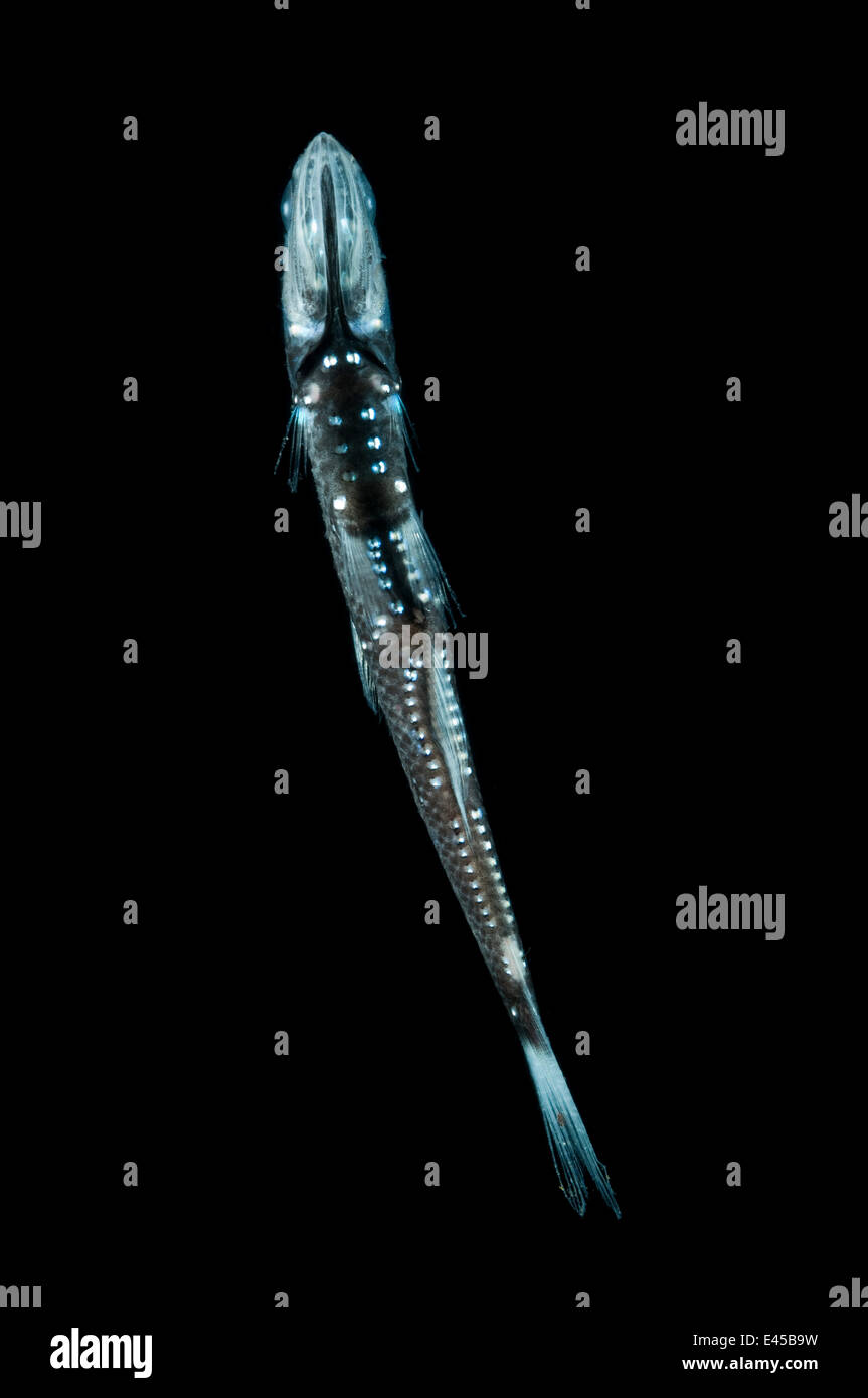 Lanternfish {Notoscopelis sp} ventral view, from the mid-Atlantic ridge from 100-150m at night Stock Photo