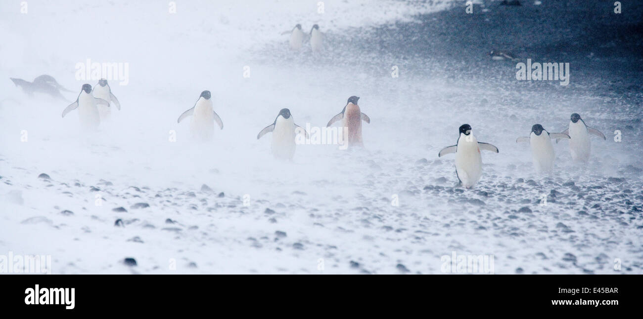 Adelie Penguins (Pygoscelis adeliae) in snow storm. Paulet Island ...