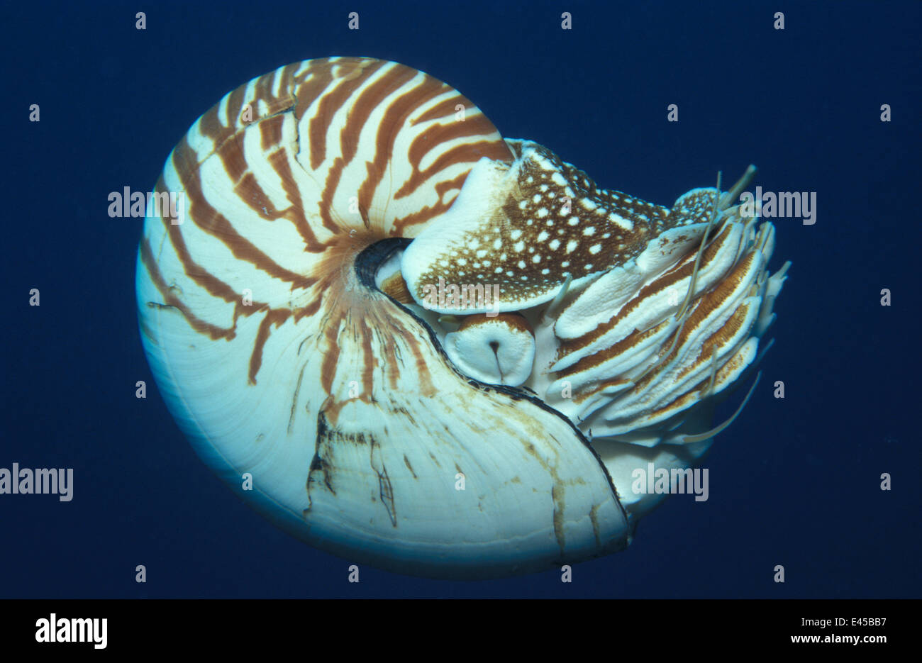 Portrait Of Chambered Nautilus Nautilus Pompilius Underwater Papua 