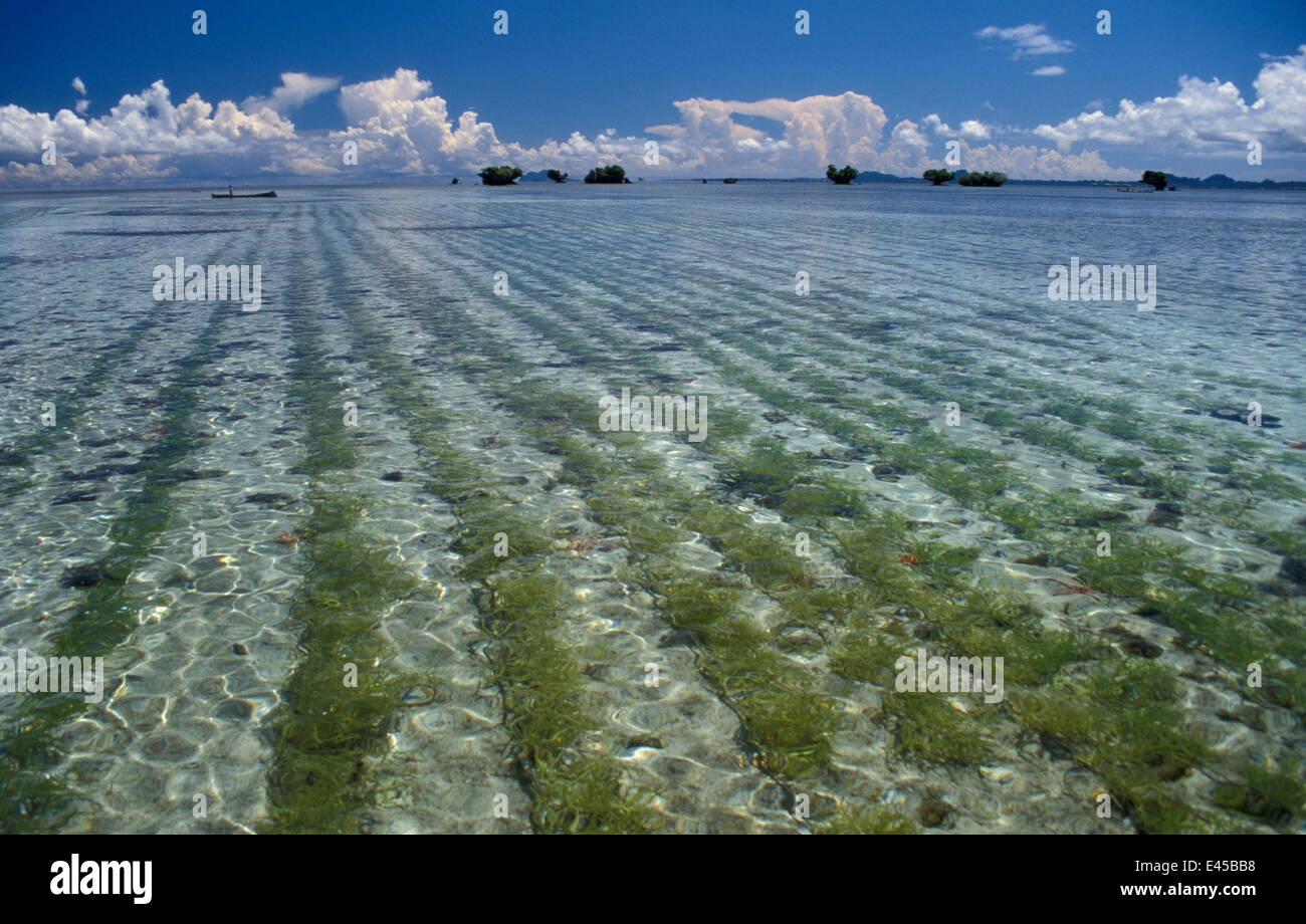 Crop of Seaweed floating in rows in a seaweed field, Tawi Tawi, Philippines Stock Photo