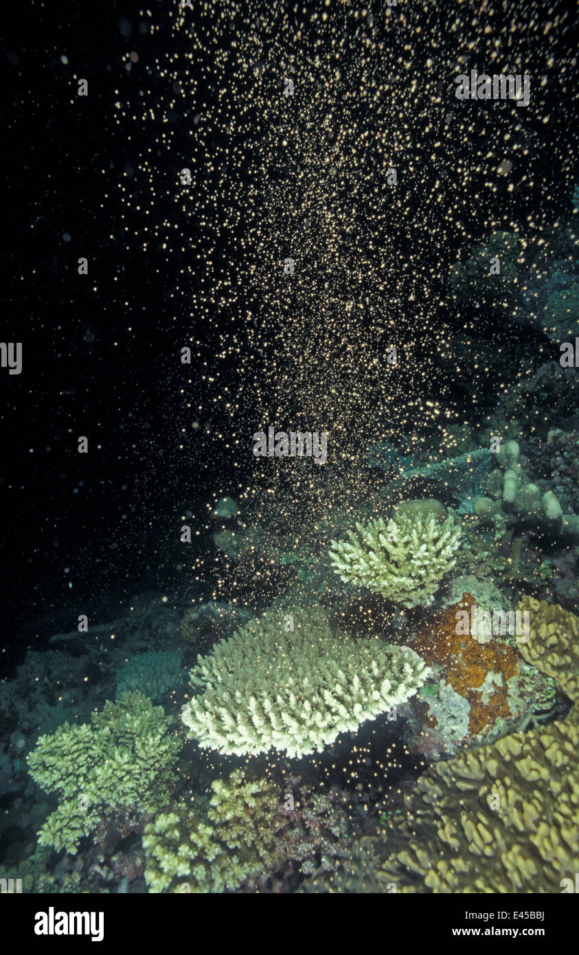 Coral spawning in the Great Barrier Reef happens every year in November  3 - 5 days after full moon,  Great Barrier Reef, Queensland, Australia Stock Photo