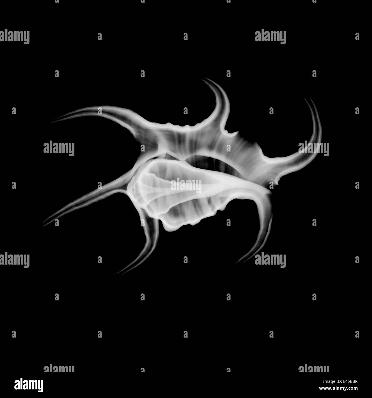 X-ray of shell of spider conch {Lambis chiragra} Stock Photo
