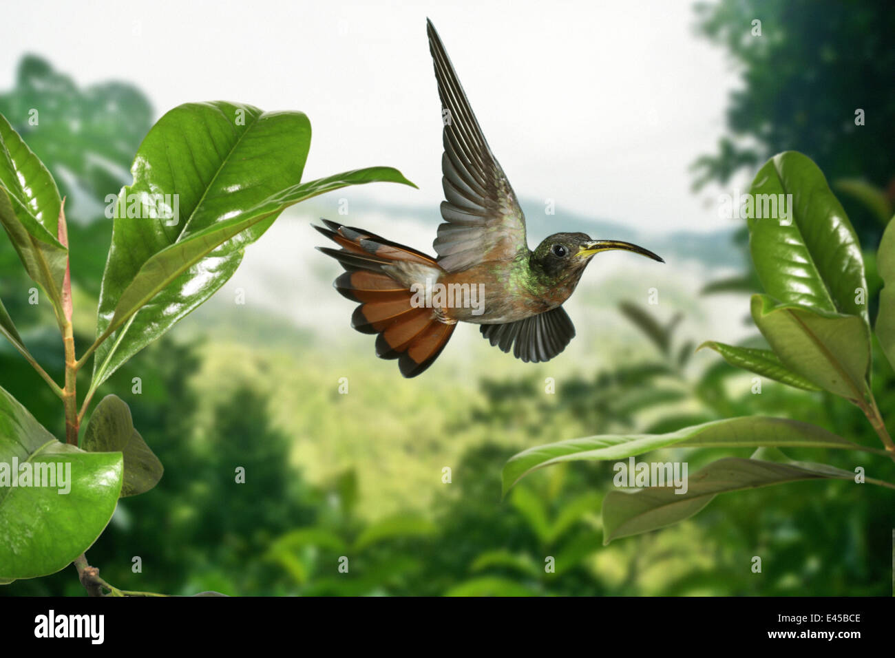 Rufous-breasted Hermit (Glaucis hirsuta) flying between plants, digital composite, Trinidad Stock Photo