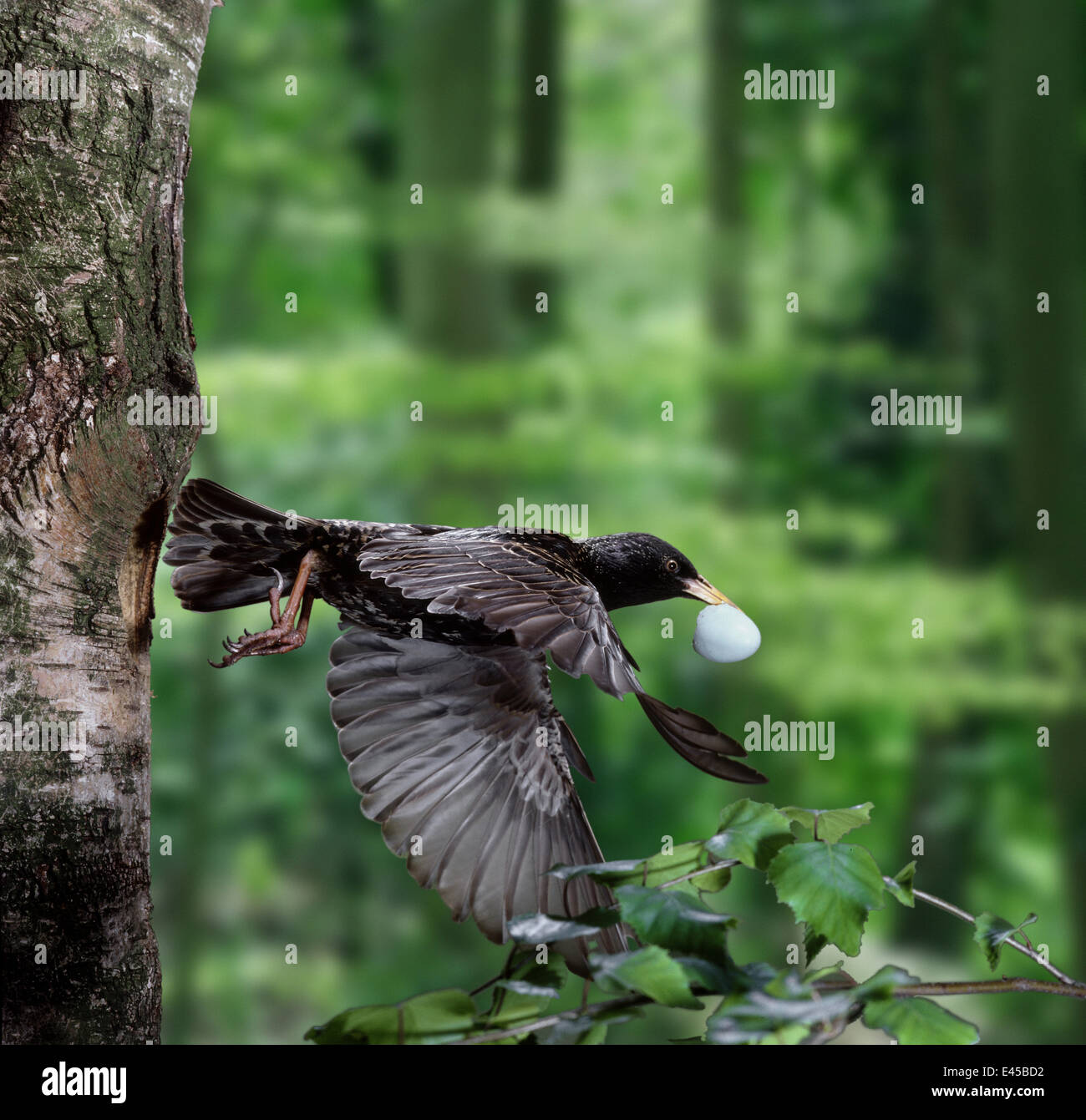 European Starling (Sturnus vulgaris) parent flying from nest hole carrying eggshell. Surrey, UK Stock Photo