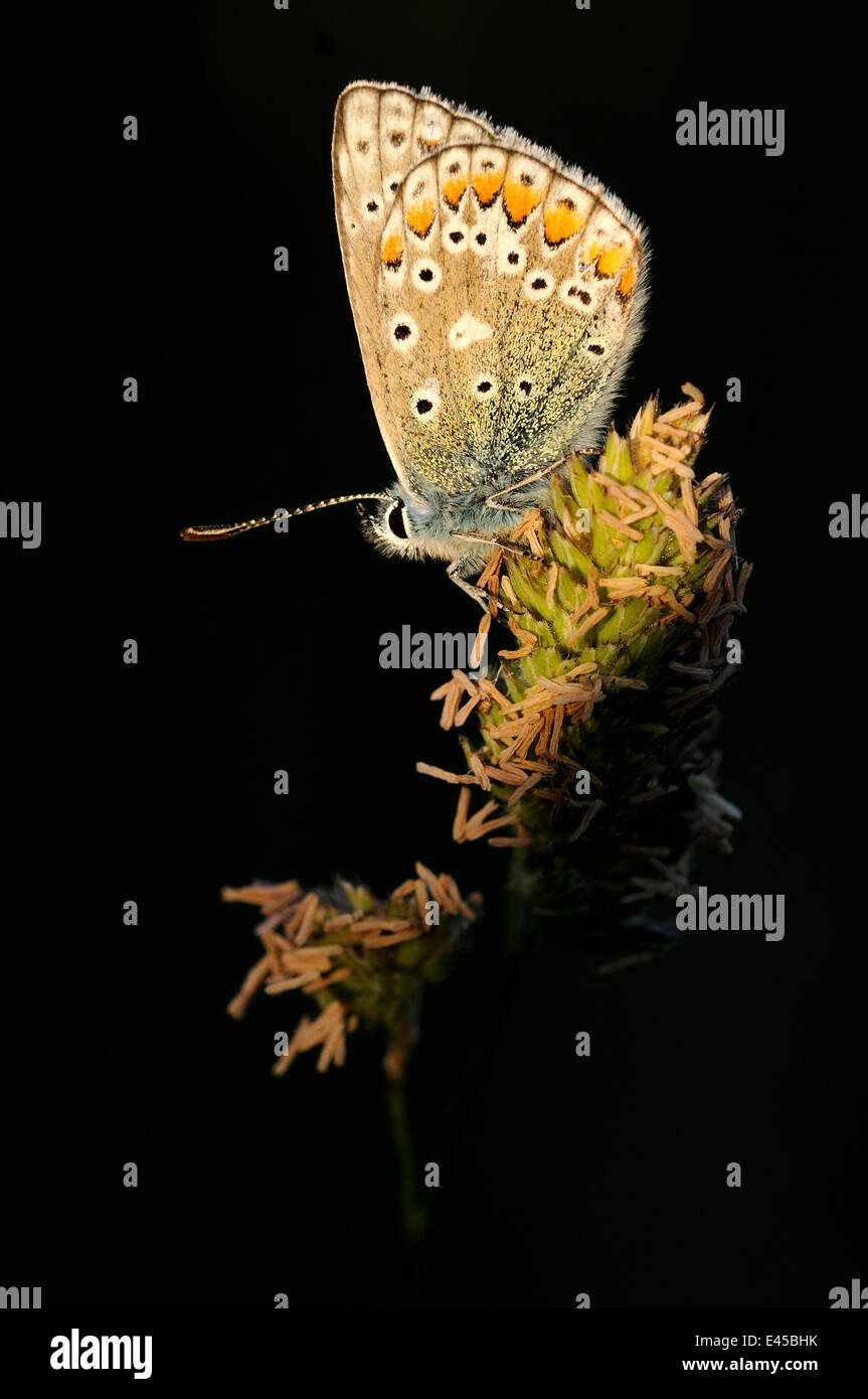 Common blue butterfly {Polyommatus icarus) Cornwall, UK. June Stock