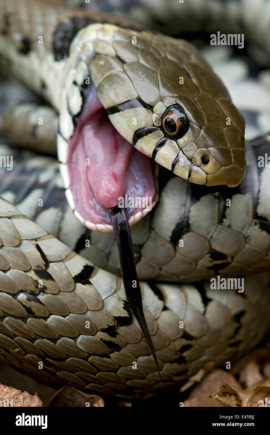 Grass snake (Natrix natrix) feigning death, Hertfordshire, England. UK Stock Photo