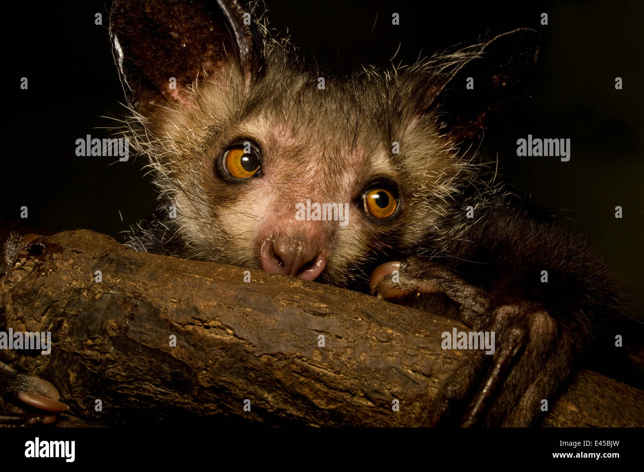 Aye-aye (Daubentonia madagascariensis) extracting beetle grubs from wood. Endemic to Madagascar. Photographed under controlled conditions at Durrell Wildlife Conservation Trust, Jersey, UK. captive Stock Photo