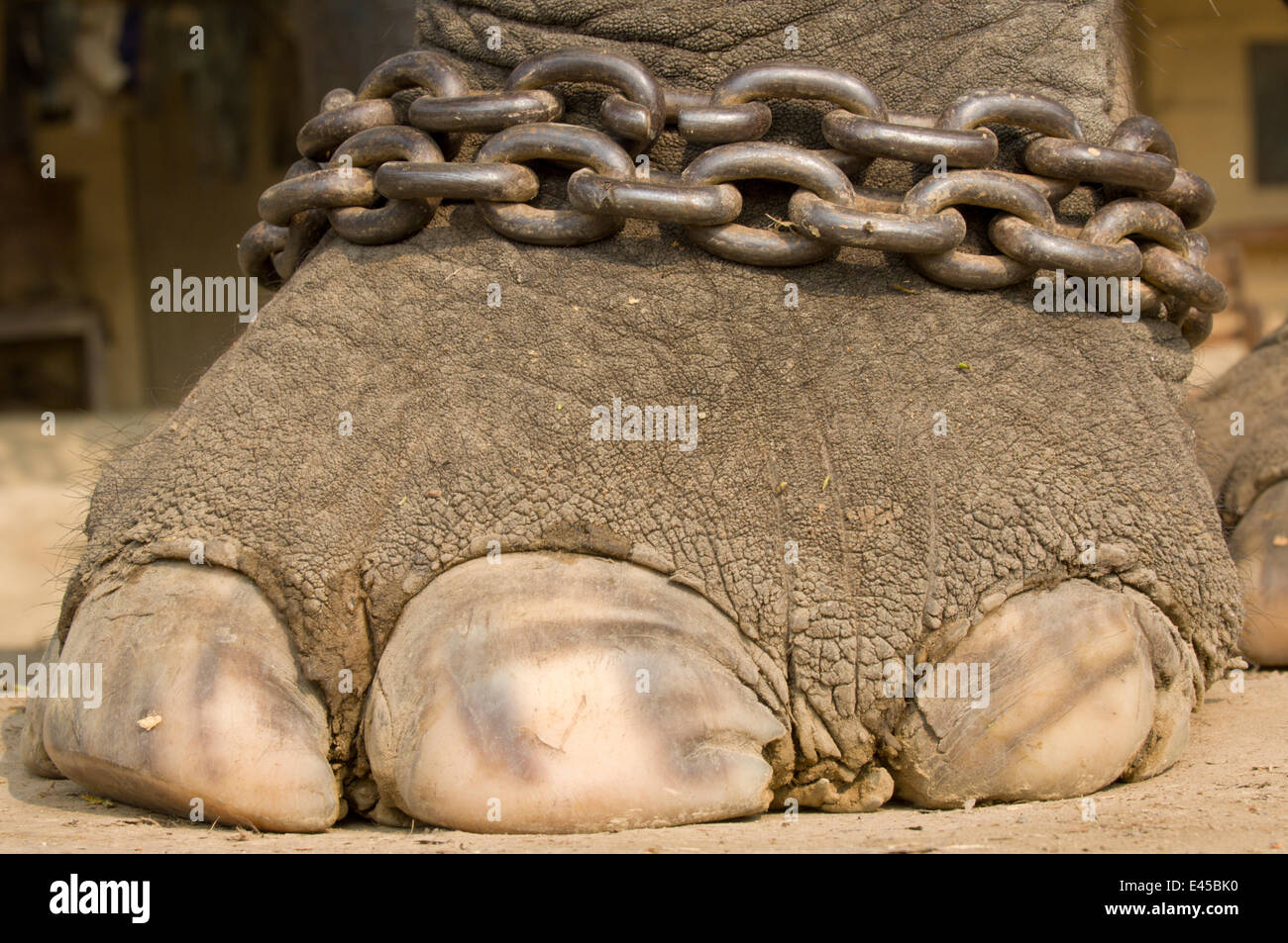 Close-up of foot of chained domestic Asian Elephant (Elephas maximus) Royal Chitwan National Park, Nepal. Stock Photo