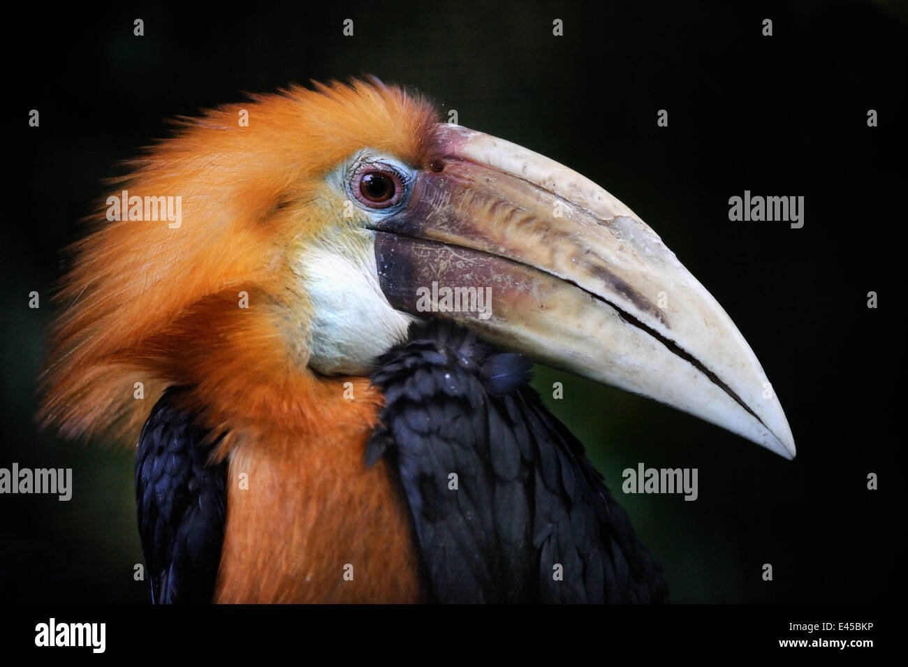 Head portrait of Papuan hornbill (Aceros plicatus rhyticeros) captive, from SE Asia Stock Photo