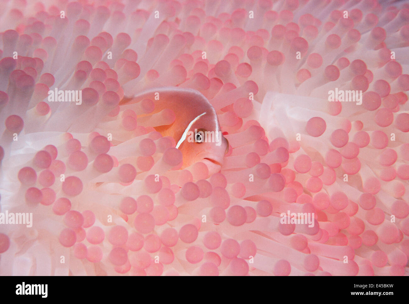 Pink anemonefish (Amphiprion perideraion) in host anemone. Papua New Guinea. Stock Photo