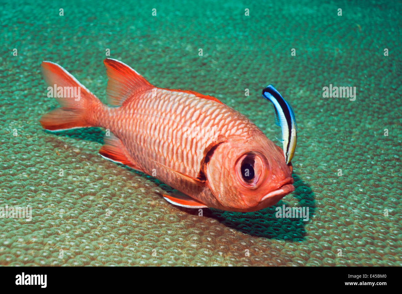 Red soldierfish (Myripristis murdjan) being cleaned by a Bluestreak cleaner wrasse (Labroides dimidiatus), Andaman Sea, Thailand Stock Photo
