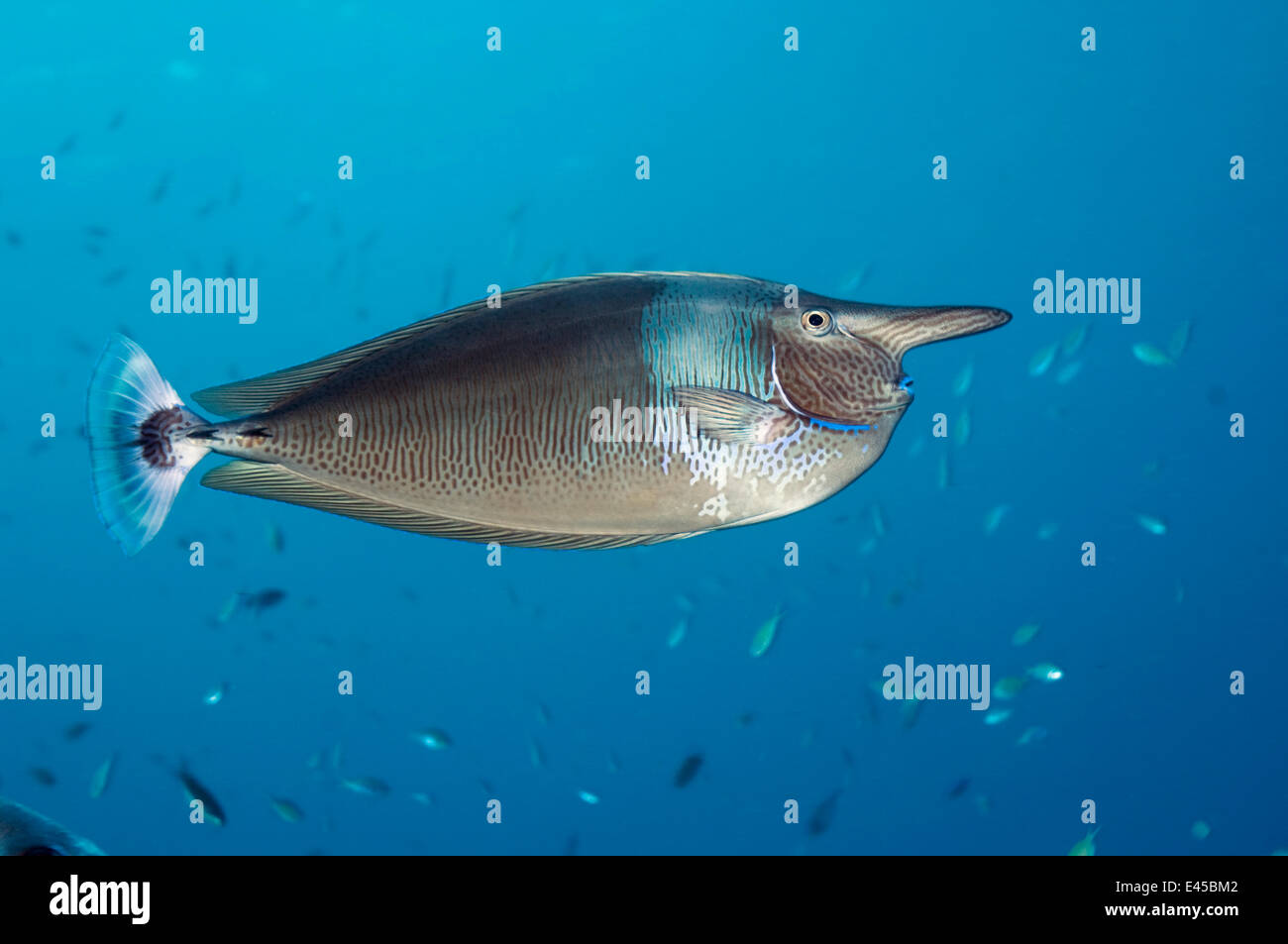 Spotted unicornfish (Naso brevirostris), Andaman Sea, Thailand Stock Photo