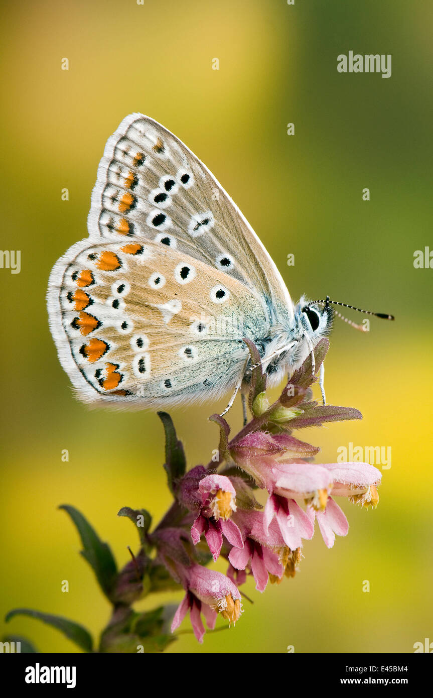 Male common blue butterfly polyommatus icarus hi-res stock photography ...