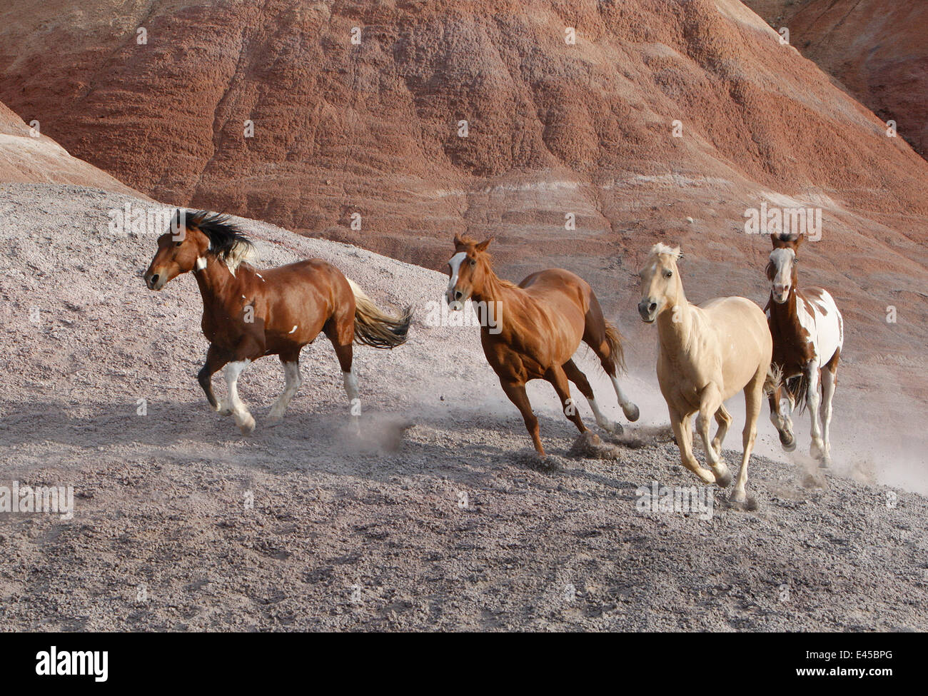 Two paint horses, a palomino and a sorrel quarter horse running