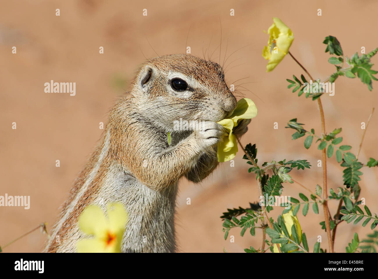 Cape ground squirrel (Xerus inauris) feeding on flowers during the