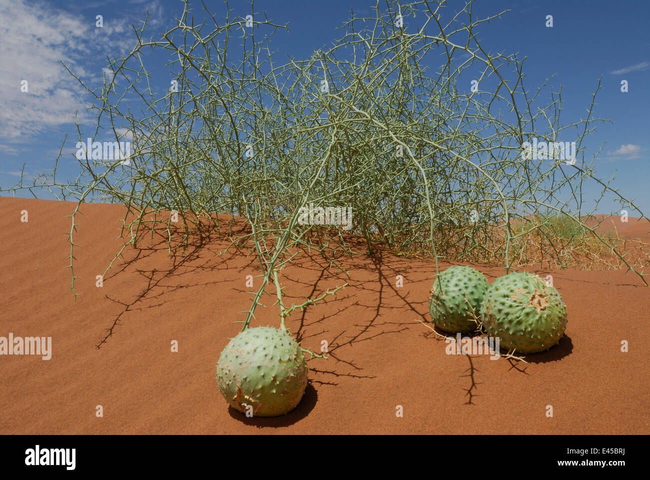 Nara melons (Acanthosicyos horrida) on sand dune, Namib Naukluft NP, Namib desert, Namibia Stock Photo