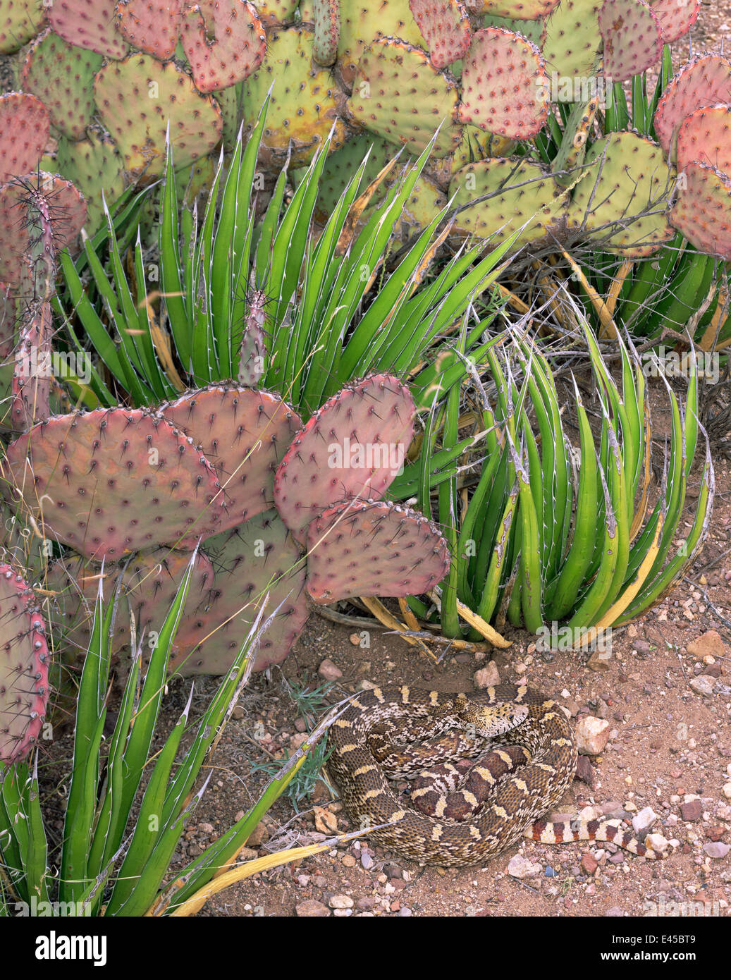 Gopher snake (Pituophis sp) amongst Lechuguilla (Agave lechuguilla) and prickly pear cacti (Opuntia macrocentra), Maderas del Carmen Natural Reserve, Mexico Stock Photo
