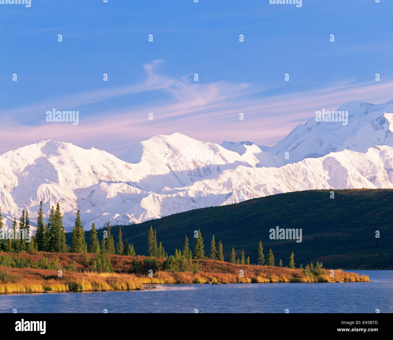 Mount McKinley and Black Spruce trees (Picea mariana) viewed from Wonder Lake, Denali National Park, Alaska Stock Photo