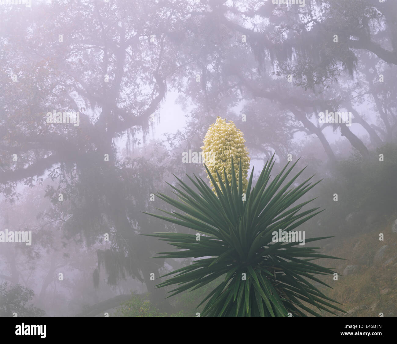 Flowering Yucca (Yucca sp) amongst fog-shrouded oaks draped with spanish moss (Tillandsia usneoides), Sierra Tamaulipas, Mexico Stock Photo