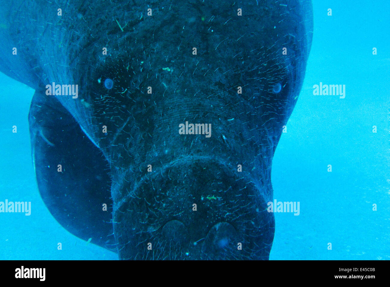 Amazonian manatee Trichechus inunguis Endangered, Captive, Instituto