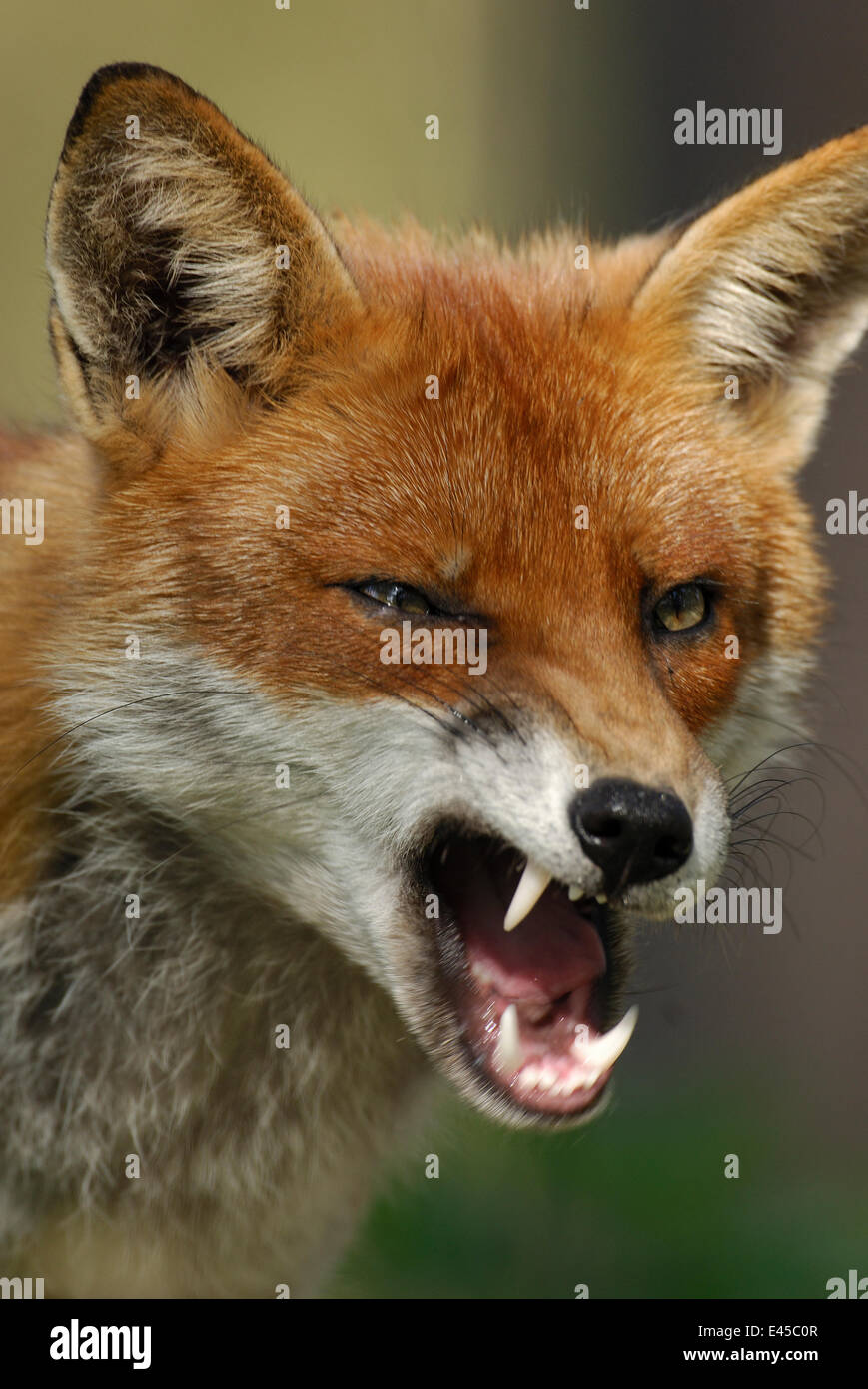 Red fox {Vulpes vulpes} wild adult male chewing  food scavenged at a well used car park. Lancashire, UK Stock Photo