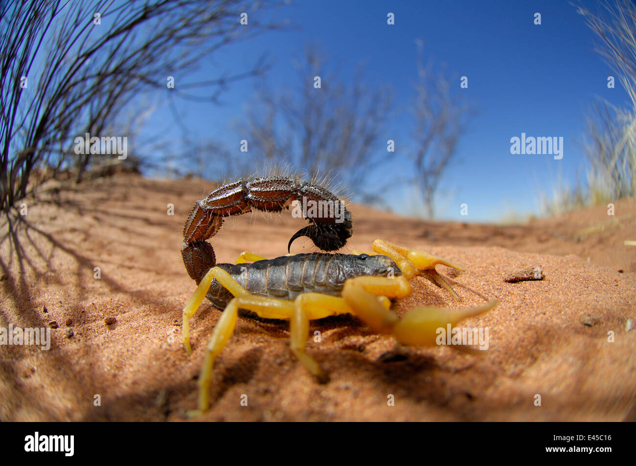 Desert scorpion {Parabuthus villosus} Namib desert, Namibia Stock Photo