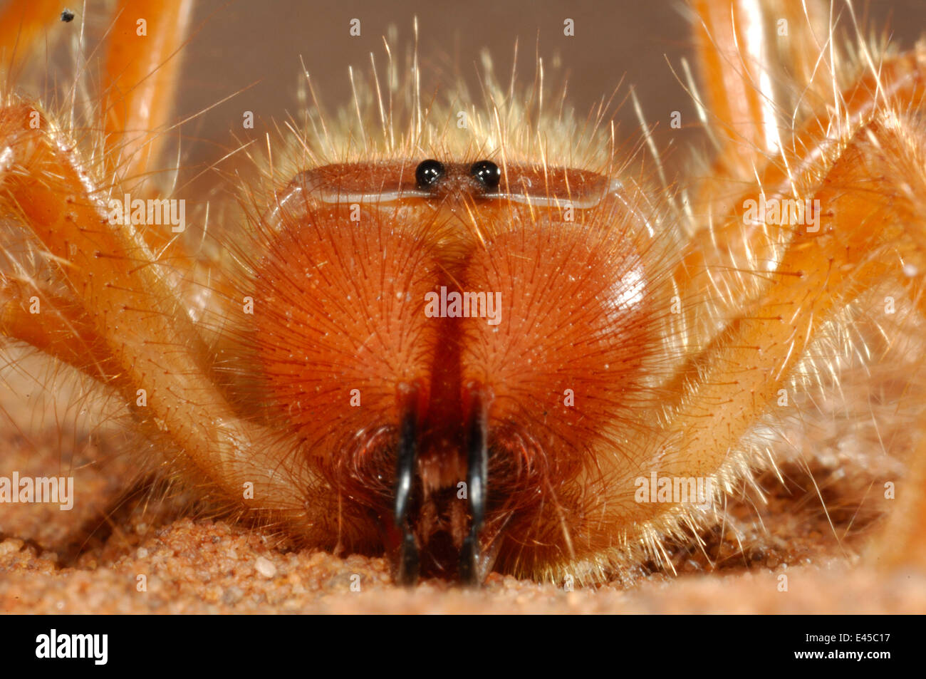 Camel spider / Wind scorpion {Solifugae} close up of mouthparts, Namib Desert, Namibia Stock Photo