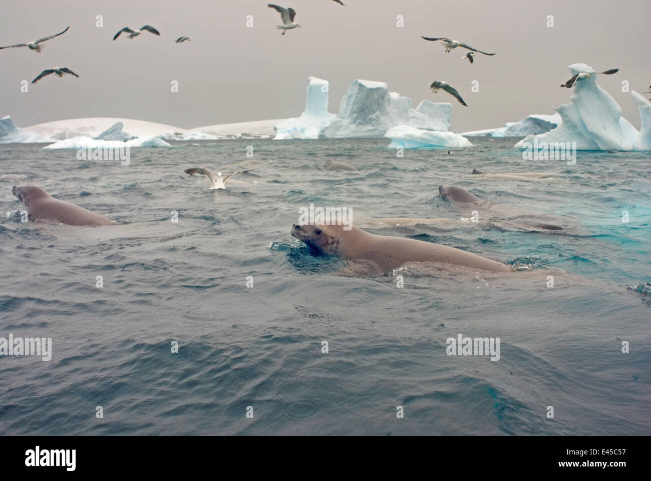 Crabeater seals (Lobodon carcinophagus) and seagulls feeding on a school of krill in waters off the western Antarctic Peninsula, Southern Ocean Stock Photo