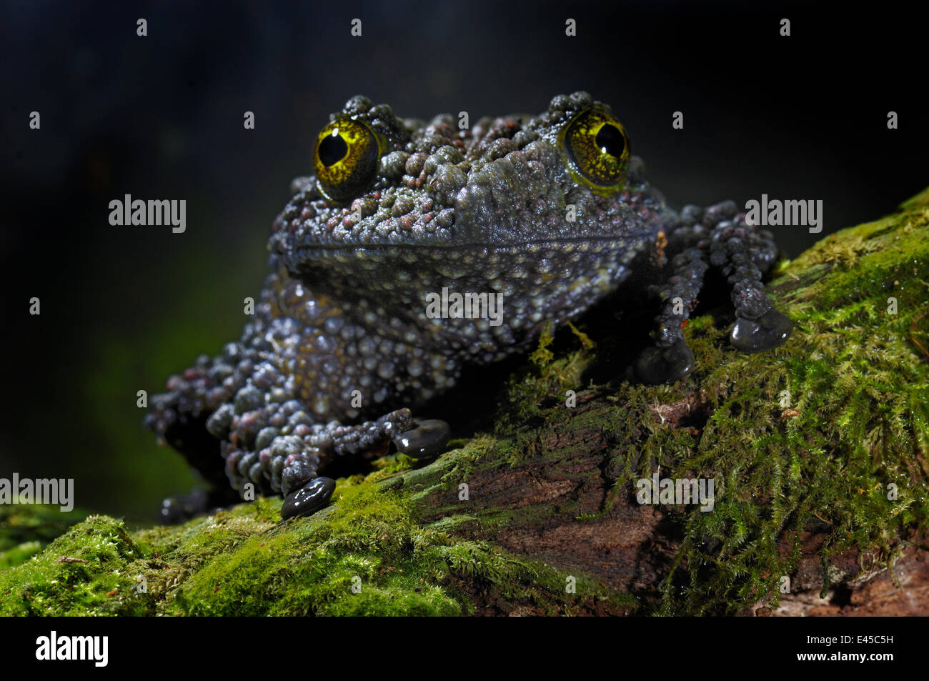 Vietnamese Mossy Frog {Theloderma corticale} captive, from Vietnam Stock Photo