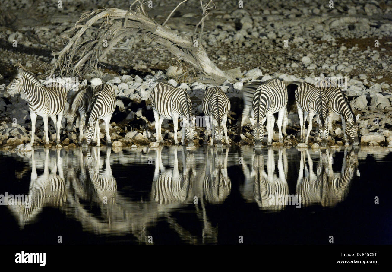 Night vision animal hi-res stock photography and images - Alamy