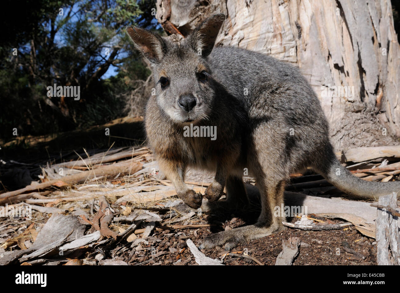Tammar wallaby (Macropus eugenii), Kangaroo Island, South Australia, Australia Stock Photo