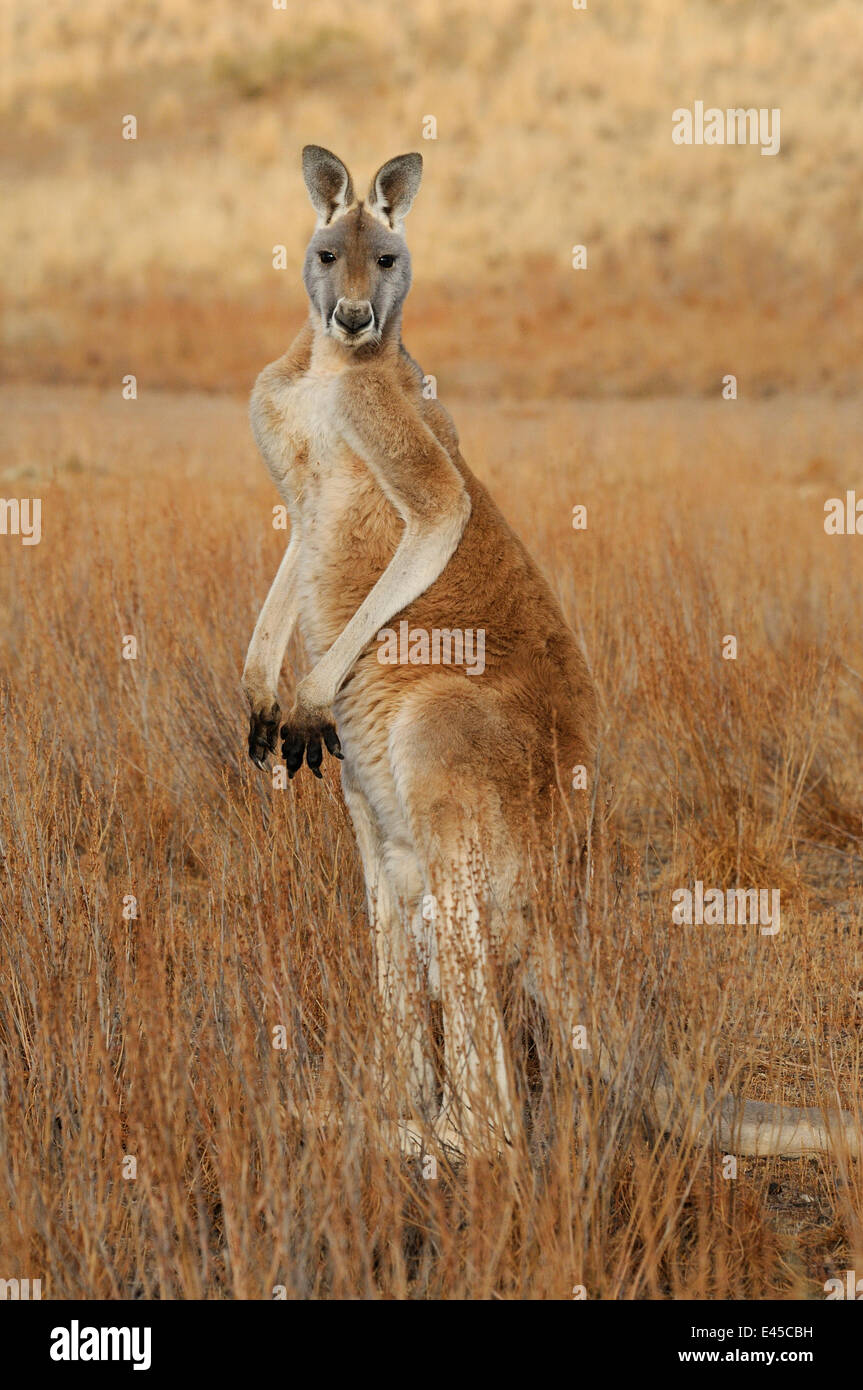Red kangaroo (Macropus rufus) male standing on back legs, Flinders Ranges National Park, South Australia, Australia Stock Photo Alamy