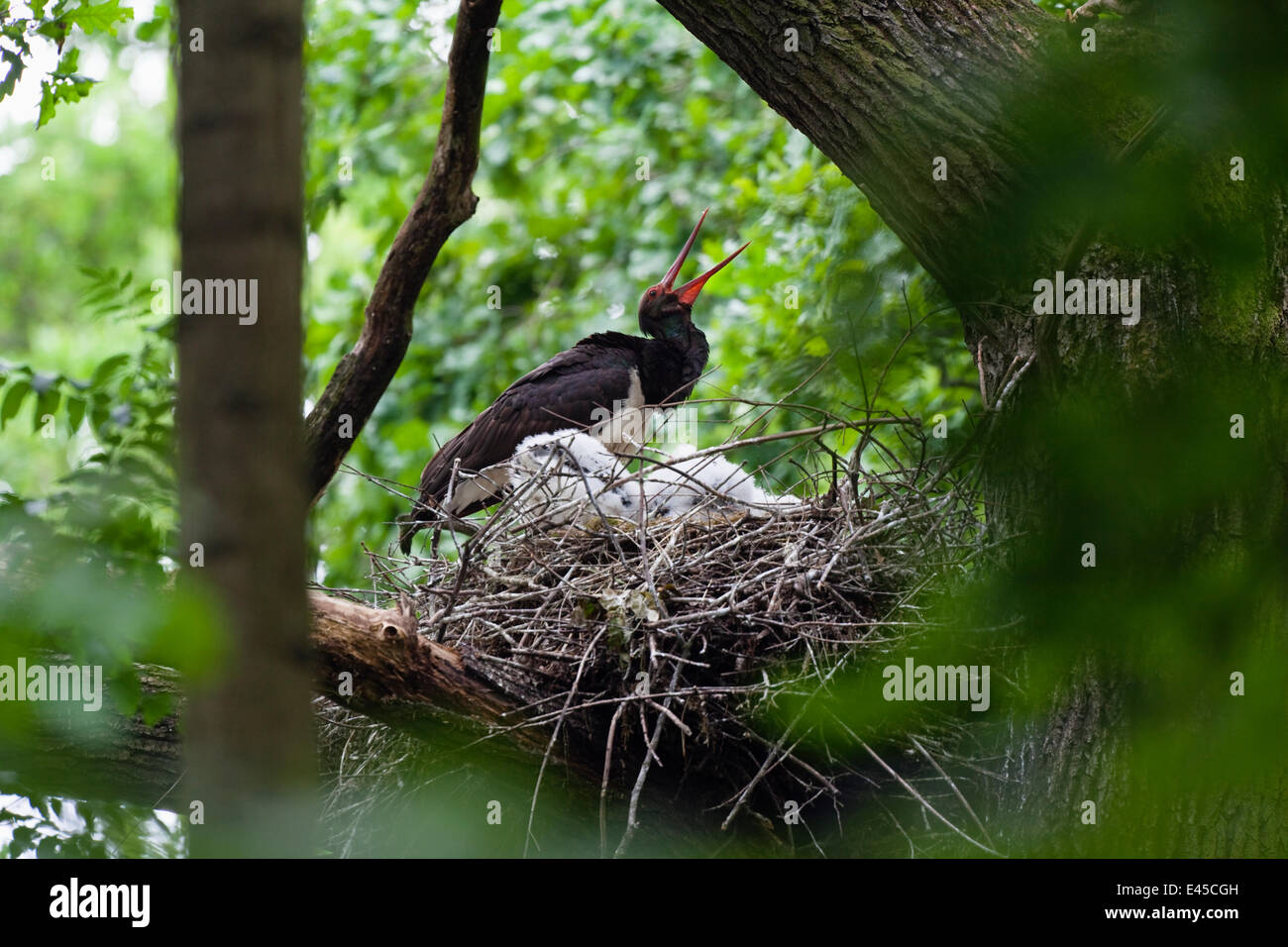Black stork (Ciconia nigra) at nest calling, Eastern Slovakia, Europe, June 2009 Stock Photo