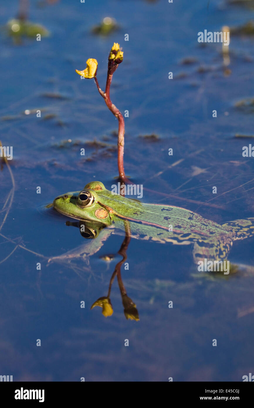 European edible frog (Rana esculenta) swimming past Greater bladderwort (Utricularia vulgaris) in a pond, Latorica backwater, Slovakia, Europe  Rana esculenta, Nymphaea alba, June 2009 Stock Photo
