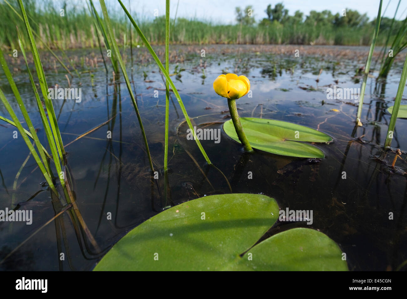 Yellow water lily (Nuphar luteum) Backwater of Latorica River, Eastern Slovakia, Europe, June 2009 Stock Photo
