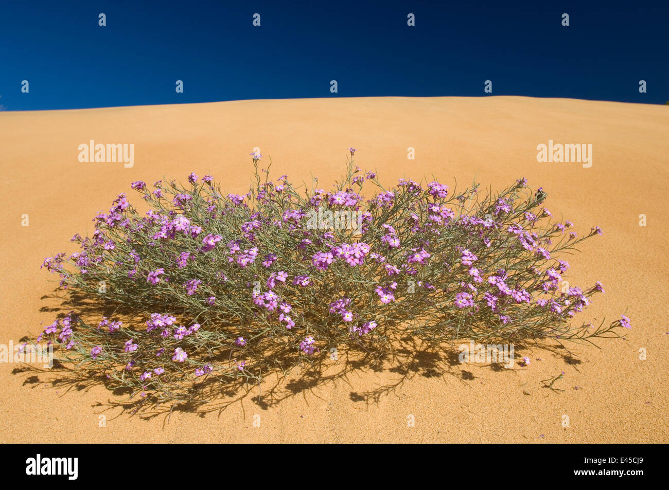 (Malcolmia littorea) in flower on sand dunes, Almograve, Alentejo, Natural Park of South West Alentejano and Costa Vicentina, Portugal, June 2009 Stock Photo