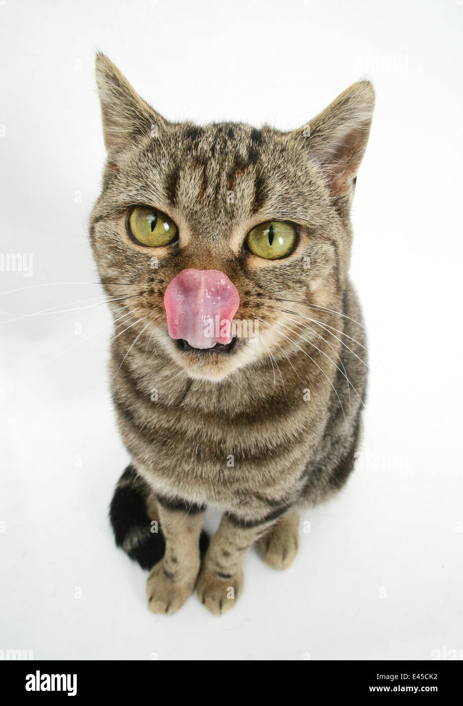 British Shorthair Brown Spotted cat licking her nose. Stock Photo