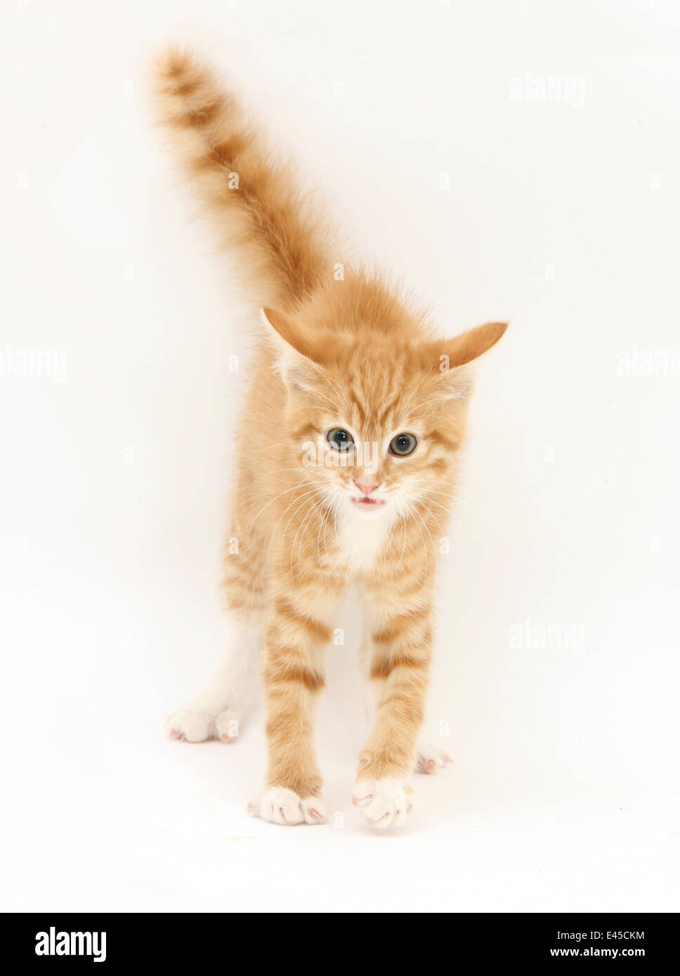 Ginger kitten with tail in the air Stock Photo