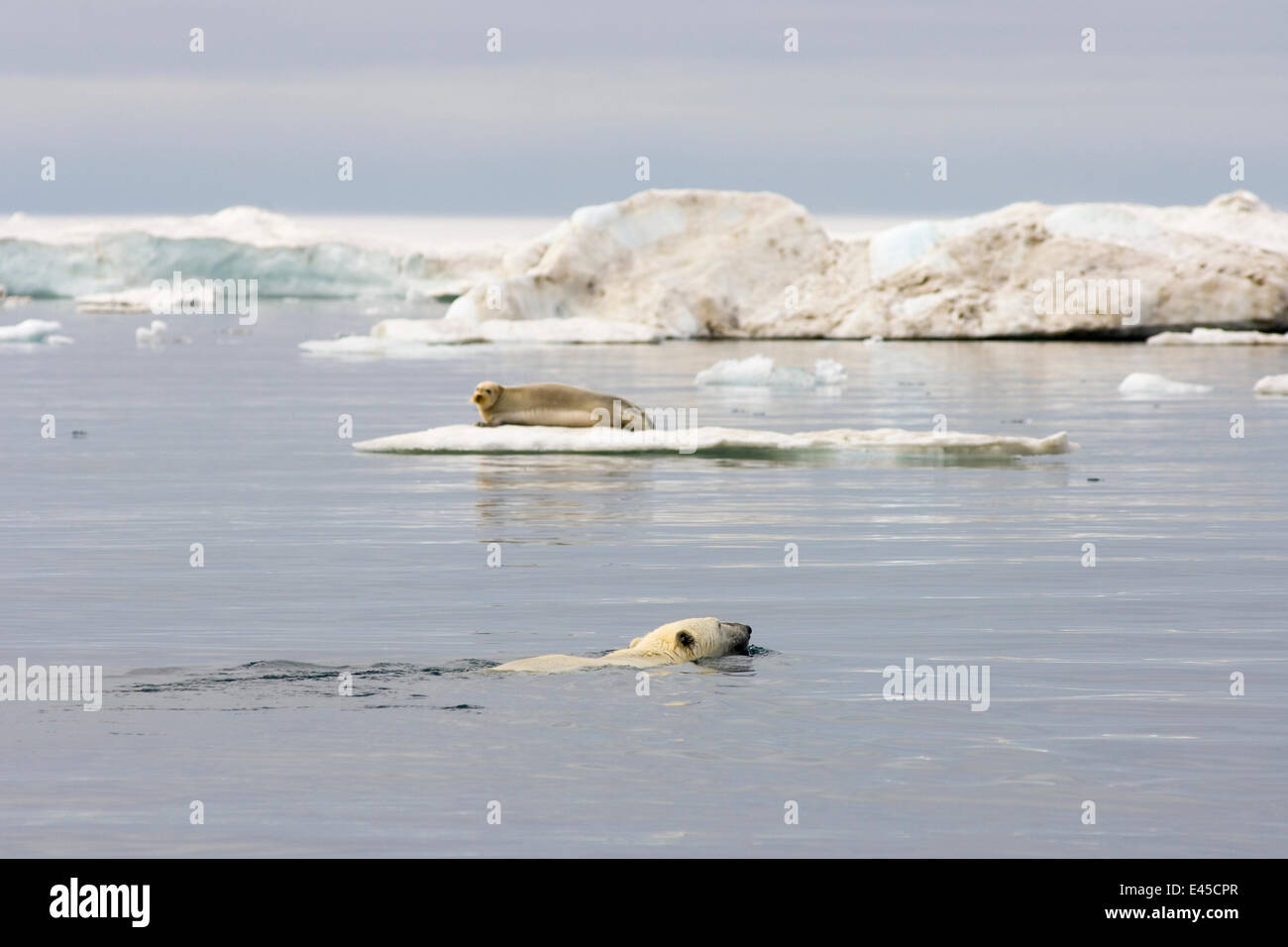 Polar bear (Ursus maritimus) hunting a Bearded seal {Erignathus barbatus} resting on an iceberg in the Beaufort Sea, Arctic Ocean, Alaska Stock Photo