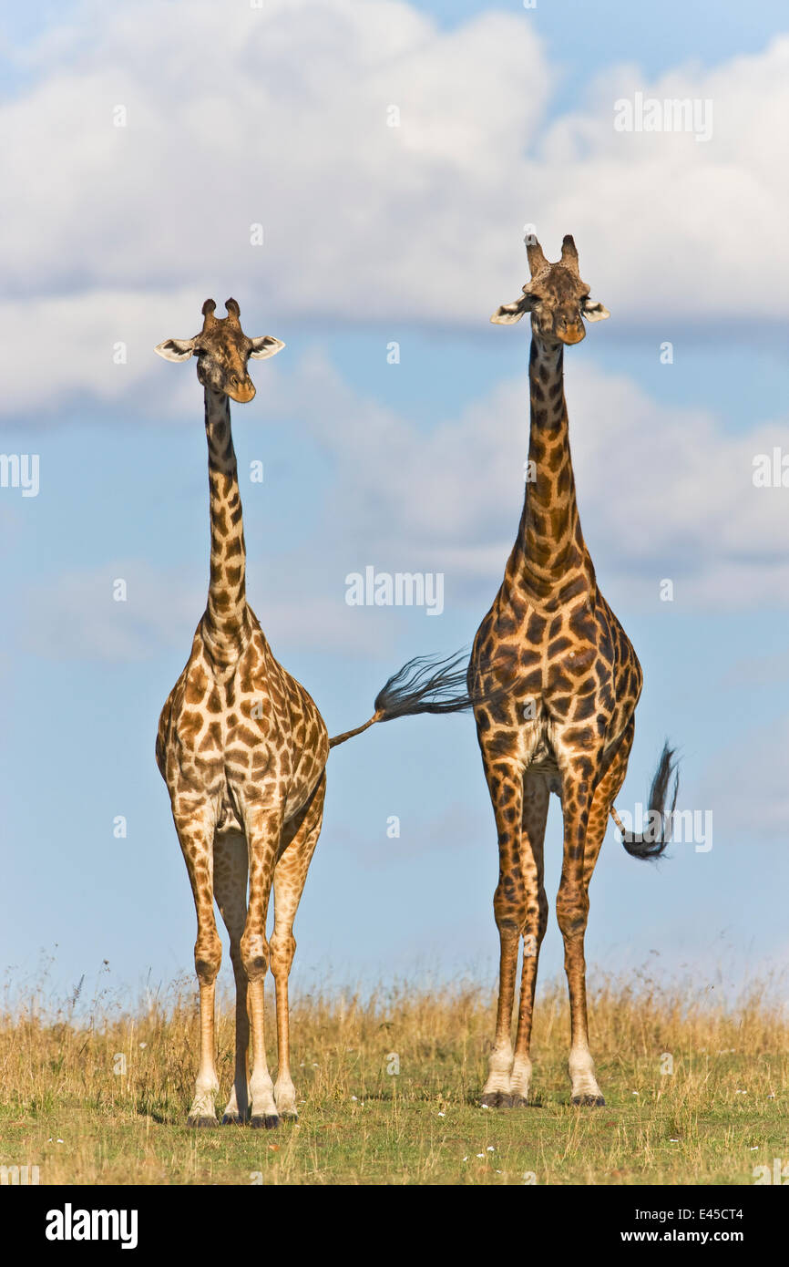 Masai Giraffe (Giraffa camelopardalis tippelskirchi) male and female