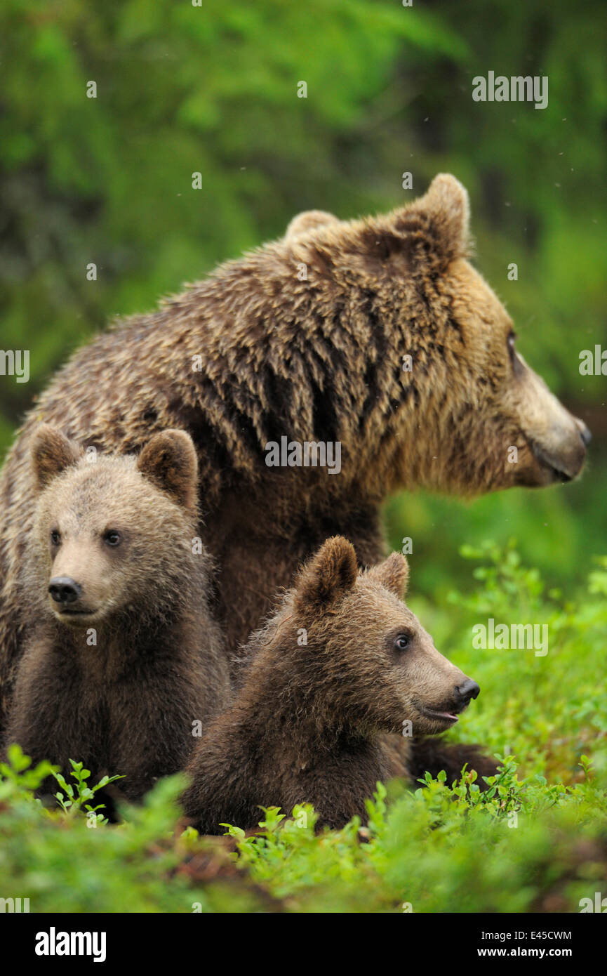 Популяция бурых медведей. Бурый медведь в Финляндии. Бурый медведь. Европейский бурый медведь. Бурый медведь с медвежатами.