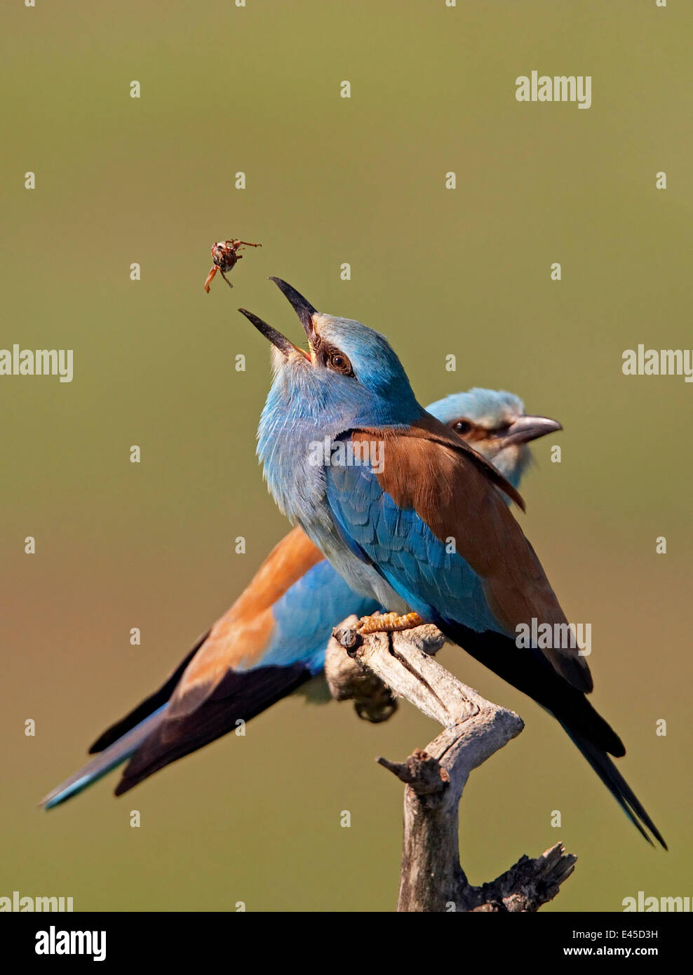 Hungarian Insect European Roller (Coracias garrulus) pair with courtship gift of insect ...