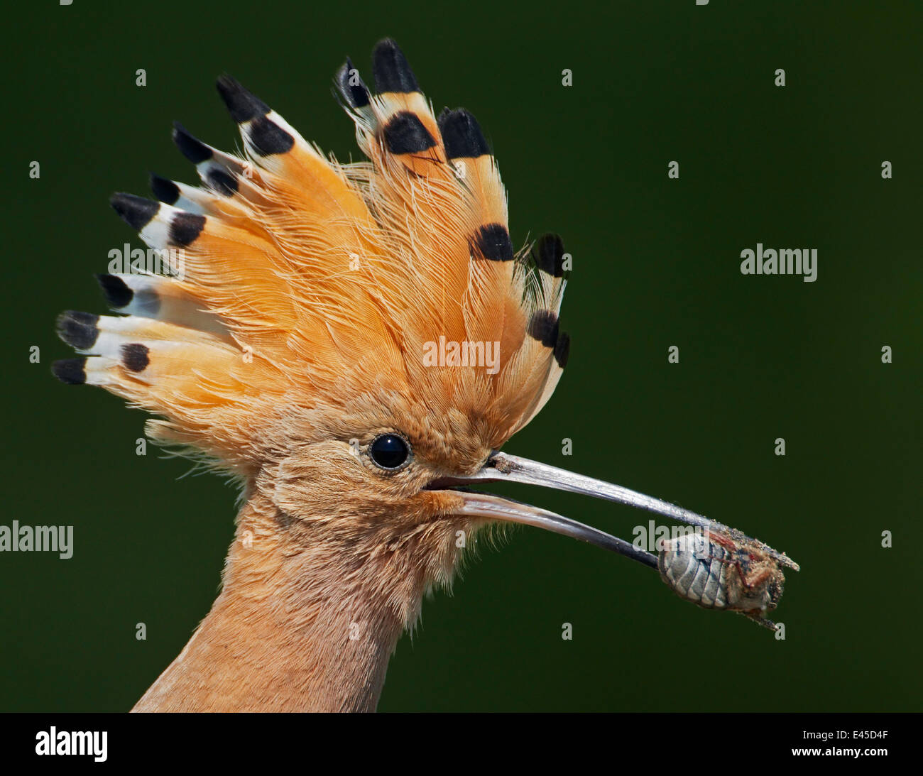 Uppan Insect Hoopoe (Upupa epops) with insect prey in beak, Pusztaszer, Hungary, May ...