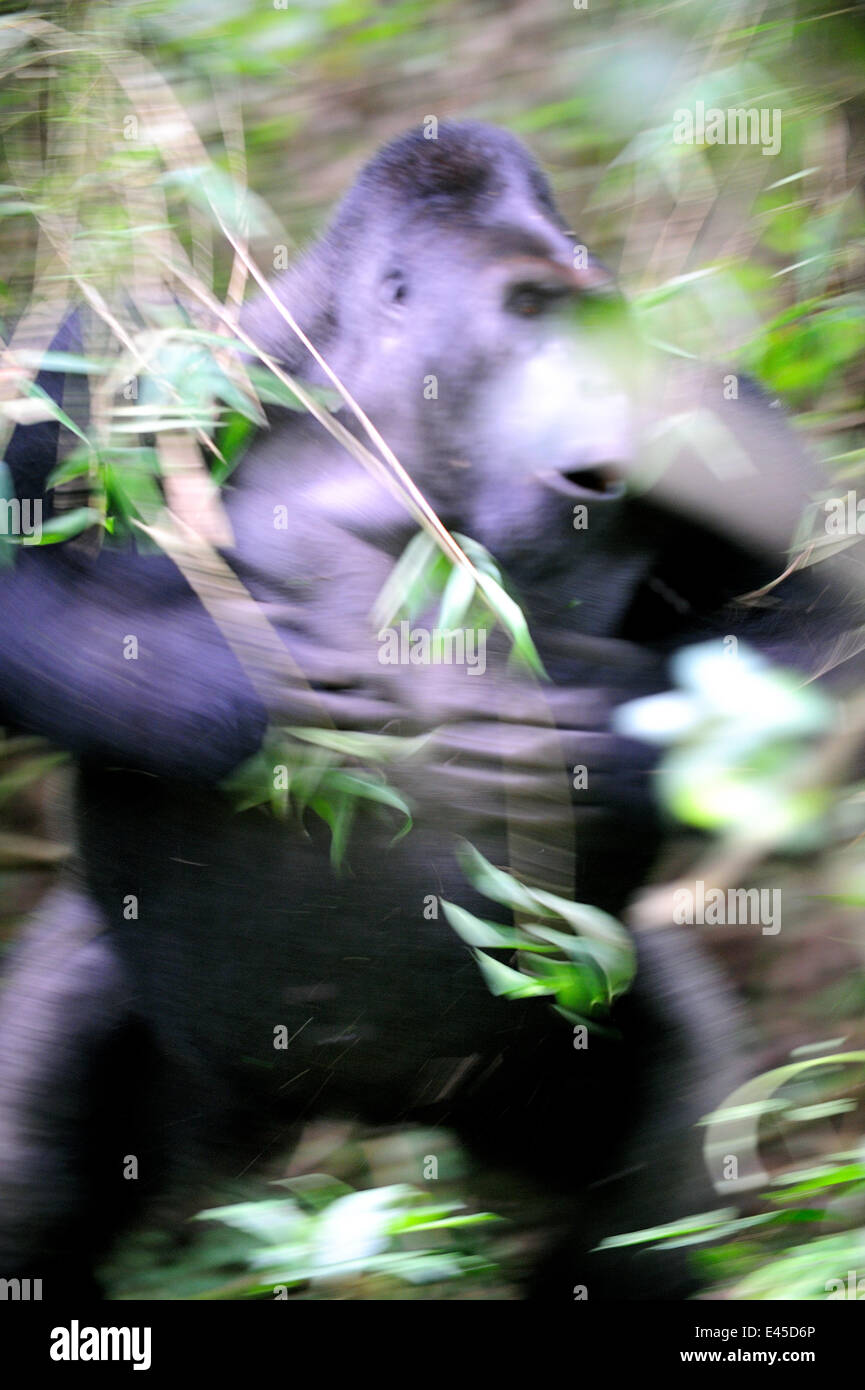 Silverback male Eastern lowland gorilla (Gorilla beringei graueri) intimidation display by chest beating, equatorial forest of Kahuzi Biega Park, Democratic Republic of Congo, Africa, March 2009 Stock Photo