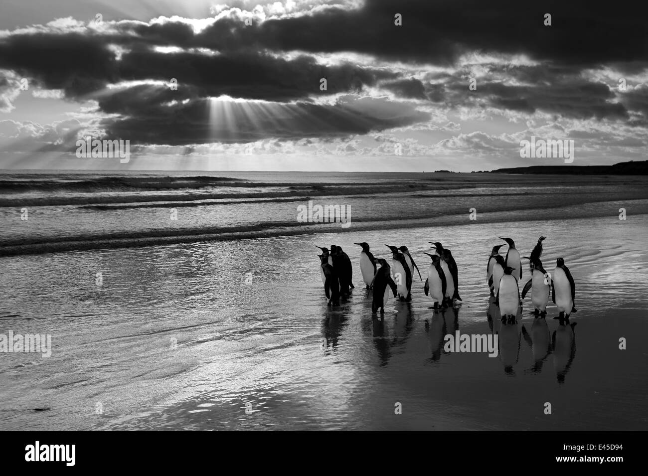 King penguin (Aptenodytes patagonicus) group on beach at sunrise, Falkland Islands Stock Photo