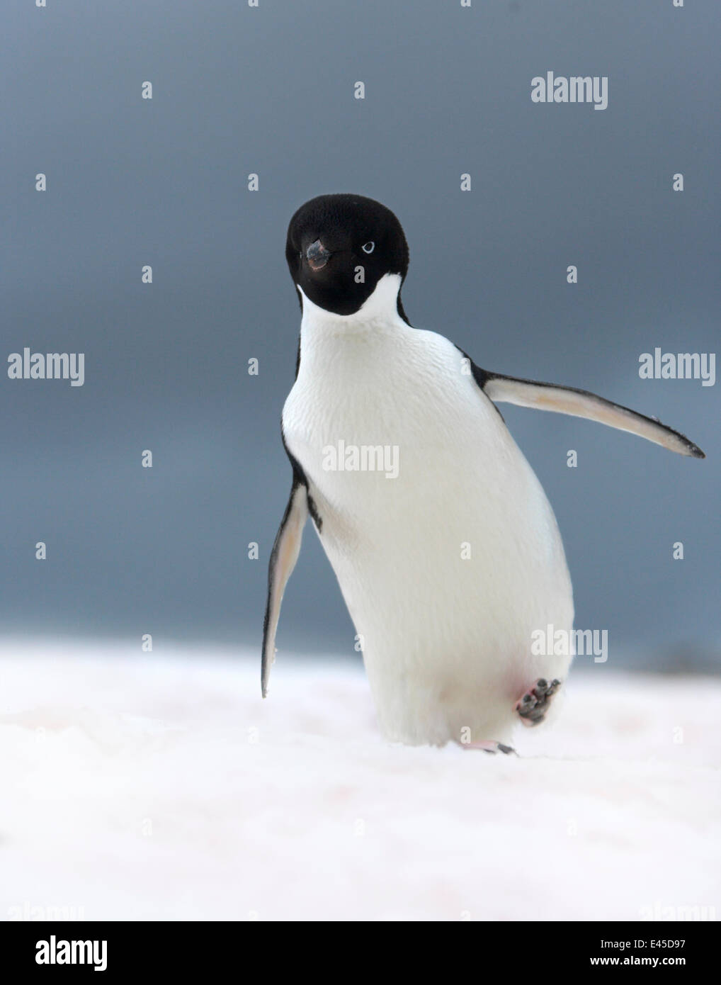 Adelie penguin (Pygoscelis adeliae) adult looking curious, Petermann ...